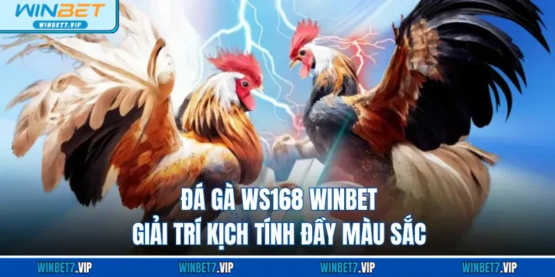 Đá Gà WS168 WINBET - Giải Trí Kịch Tính Đầy Màu Sắc đá gà WS168 WINBET - Giải trí kịch tính đầy màu sắc